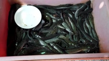 Satılık Satıcı Bin Canlı Yayın Balığı