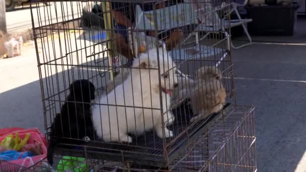 Live puppies spelen in een kooi op een markt — Stockvideo
