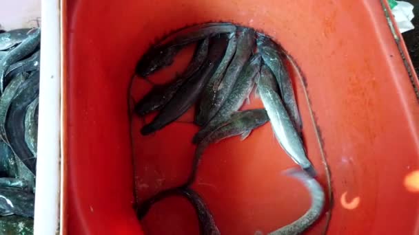 Catfish vivo en la papelera del vendedor rojo para la venta — Vídeos de Stock