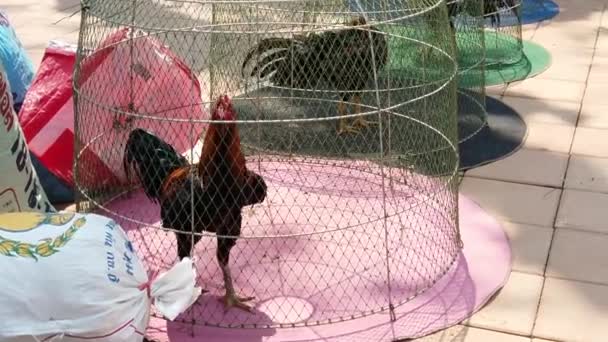 Gallo vivo esperando bajo una cúpula de alambre en un mercado — Vídeos de Stock