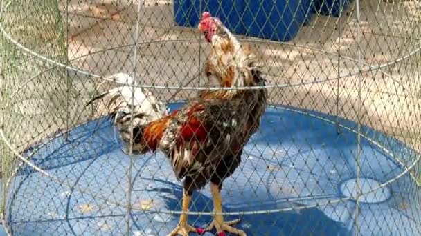 Live Rooster Pacing Under a Wire Dome em um mercado — Vídeo de Stock