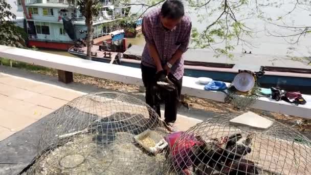 Chiang Saen, Thailand-2019-03-10-man packs levende eenden hij net verkocht op de markt — Stockvideo