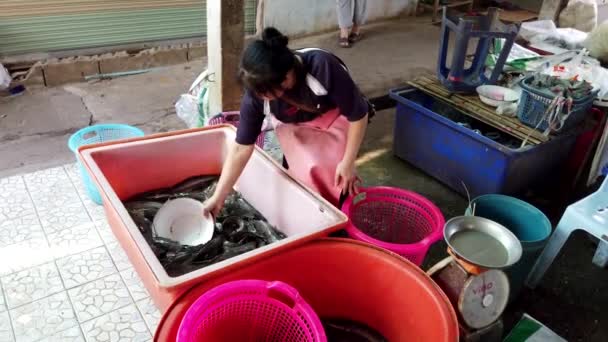 치앙산, 태국 - 2019-03-10 - 여자는 쓰레기통 사이에 살아있는 메기를 이동하는 접시를 사용 — 비디오