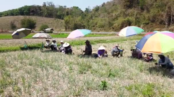 Pha Tang, Thailand-2019-03-09-veld arbeiders oogsten sjalotten 4 — Stockvideo