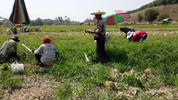 Pha Tang, Thailand-2019-03-09-veld arbeiders oogsten sjalotten 2 — Stockvideo