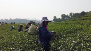 Mae Saiong. Tayland - 2019-03-11 - Genç Çay Için Kadınlar Hasat Çay Tarlaları 2 - yakın