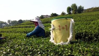 Mae Saiong. Tayland - 2019-03-11 - Genç Çay 3 Için Kadın Hasat Çay Alanları - Bir Kişi
