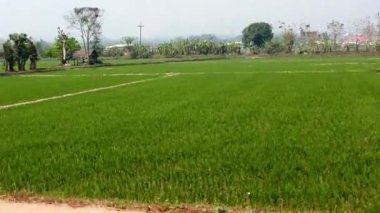 Mae Saiong. Tayland - 2019-03-11 - Pirinç Tarlaları Geçen Tren Pencereden