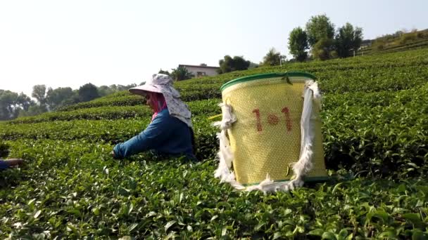 Mae Saiong. Tailandia - 2019-03-11 - Las mujeres cosechan los campos de té para el té joven 3 - Una persona — Vídeos de Stock