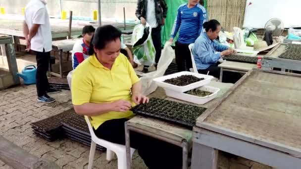 Mae Saiong. Thaïlande - 2019-03-11 - Une femme transplante des semis dans un plateau de serre — Video