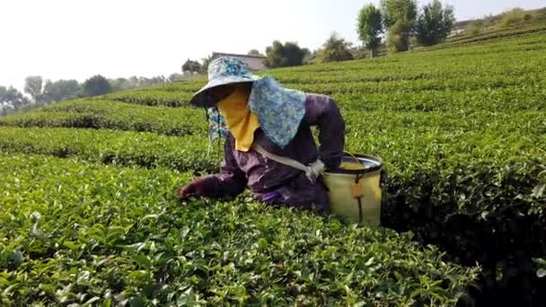 Mae Saiong. Tailandia - 2019-03-11 - Las mujeres cosechan los campos de té para el té joven 5 - Una mujer — Vídeos de Stock