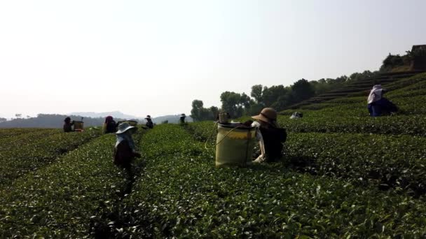 Mae Saiong. Tailandia - 2019-03-11 - Las mujeres cosechan campos de té para té joven 13 - campo bajo — Vídeo de stock