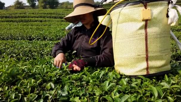 Mae Saiong. Tailandia - 2019-03-11 - Las mujeres cosechan los campos de té para el té joven 4 - Una persona — Vídeos de Stock