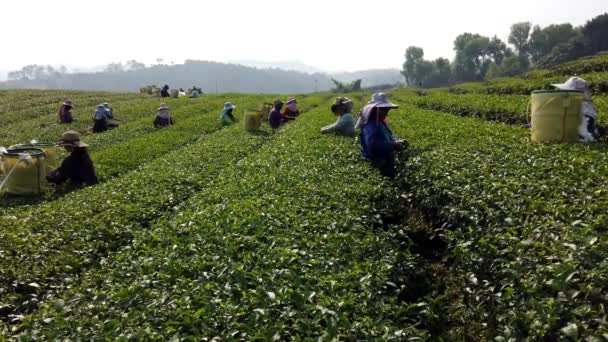 Mae Saiong. Tailandia - 2019-03-11 - Las mujeres cosechan campos de té para té joven 6 - Campo — Vídeos de Stock
