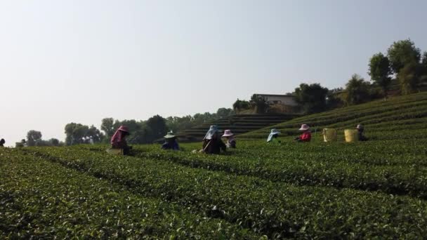 W mieście Mae Saiong. Tajlandia-2019-03-11-kobiety zbiory Tea pola dla młodej herbaty 8-Low — Wideo stockowe