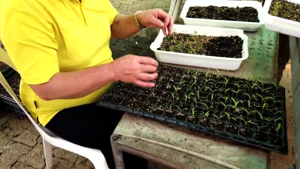 Mae Saiong. Thailand-2019-03-11-kvinna transplanterar plantor till växthus facket-närbild — Stockvideo