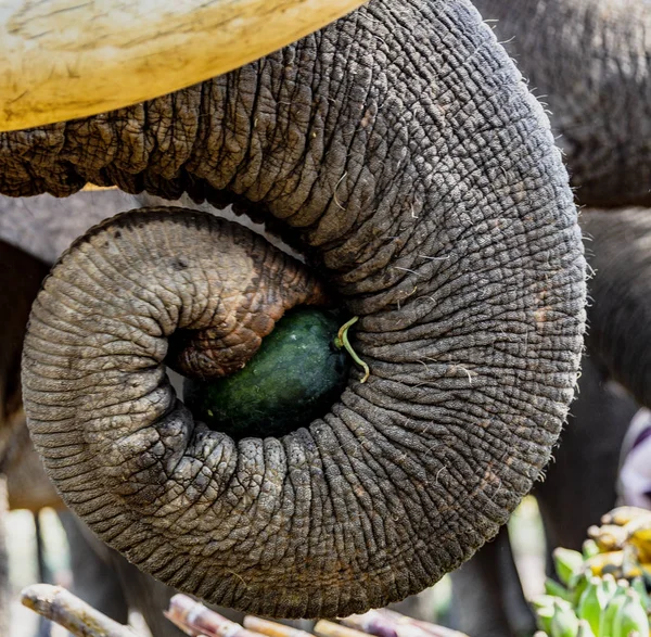 Closeup of Elephant Picking up and Eating Melon — Stock Photo, Image