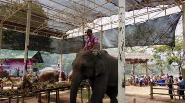 Chiang Rae, Tayland - 2019-03-13 - Fil Bayramı Festivali - Filler Şölen Masasına Girdi