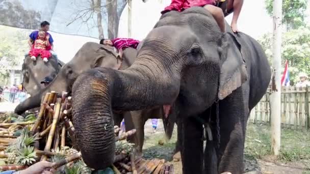 Τσιάνγκ ΡΑΕ, Ταϊλάνδη-2019-03-13-Φεστιβάλ γιορτής ελεφάντων-κοντινά πλάνα από ελέφαντες λαμβάνοντας ζάχαρη — Αρχείο Βίντεο