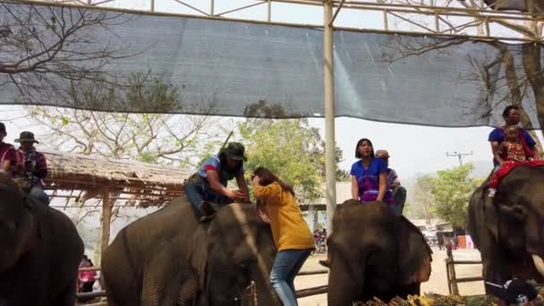 Chiang Rae, Tailandia - 2019-03-13 - Festival de la Fiesta del Elefante - Girl in Yellow Climbs on Elephant Head — Vídeos de Stock