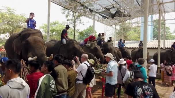 Chiang Rae, Thailand-2019-03-13-Elephant Feast Festival-utsikt över människor i linje utfodring elefanter — Stockvideo