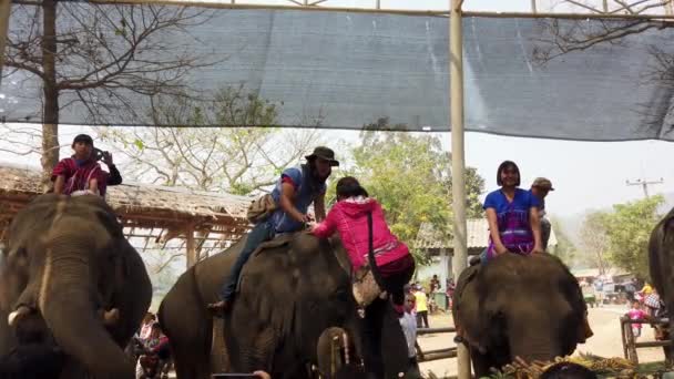 Chiang Rae, Thailand-2019-03-13-Elephant Feast Festival-flicka i rött klättrar på elefant huvud — Stockvideo