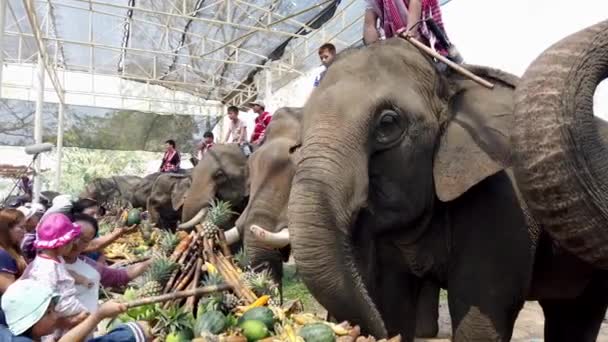 Chiang Rae, Tailandia - 2019-03-13 - Festival de la Fiesta del Elefante - La gente alimenta a los elefantes con plátanos y caña de azúcar — Vídeo de stock