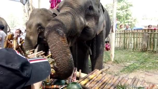 Chiang Rae, Thailand-2019-03-13-Elephant Feast Festival-närbild av elefant ta bananer — Stockvideo