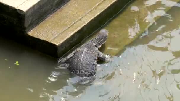 Surveillez Lizard nage hors du canal et commence à monter les marches — Video