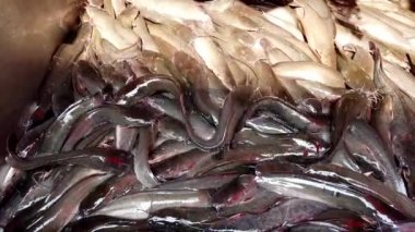 Canlı Yayın Balığı Wriggle ve Squirm Pazar Barely Nemli Kova