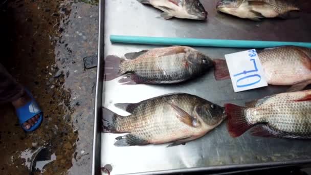 Peixes de tilápia jazem na panela seca com guelras trabalhando esperando para ser vendido para o jantar — Vídeo de Stock