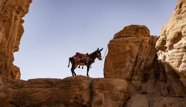 Lone eşek Petra Kanyon uzak Ridge bağlı