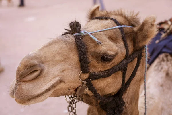 Avvicinamento volto cammello nel profilo a tre trimestri pronto per l'equitazione — Foto Stock