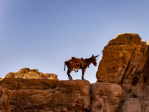 Asino solitario legato a cresta distante nel Petra Canyon — Foto Stock