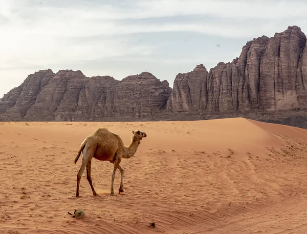 Lone Wild Camel promenader över sanden nära Wadi rum — Stockfoto