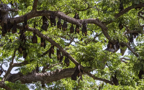 Large Bats Hang From Trees During Day From Trees in Sri Lanka