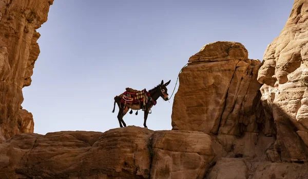 Lone Donkey gebonden aan verre Ridge in Petra Canyon — Stockfoto