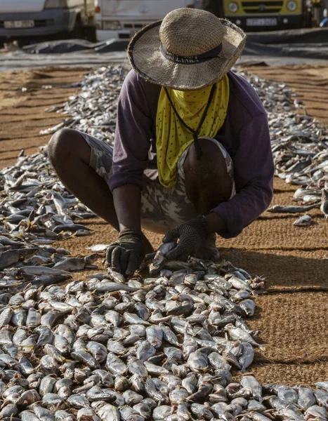 ED-Negombo, Sri Lanka - 2019-03-22 - Playa de secado de pescado en Negombo Sri Lanka — Foto de Stock