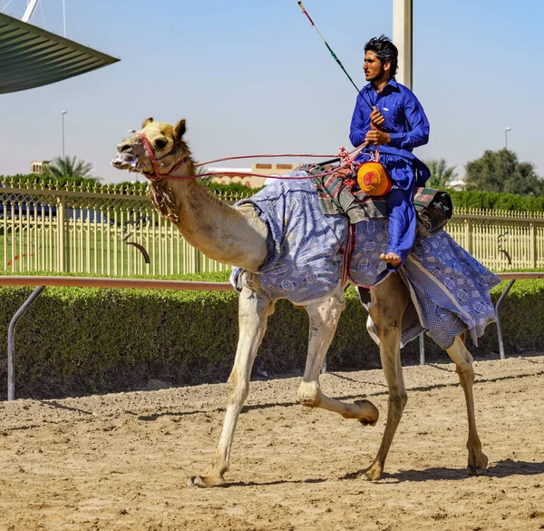 Mann läuft Kamel beim Training für Rennen — Stockfoto