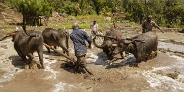 Uda Walawe, Sri Lanka-2019-03-38-su Buffalo Inşaat pirinç alanı Ekim için