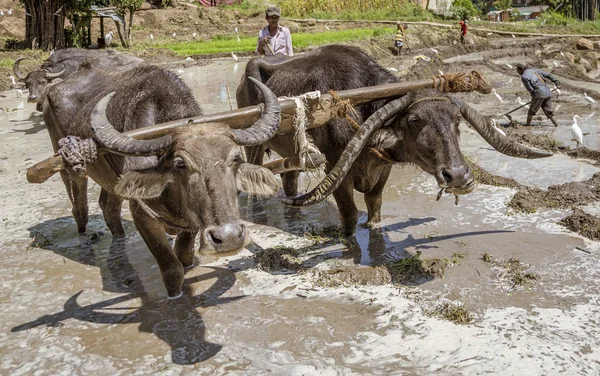 Uda Walawe, Sri Lanka-2019-03-38-water buffels werken rijstveld voor opplant — Stockfoto