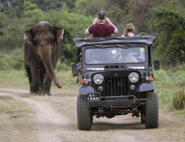 Minneriya, Sri Lanka-2019-03-23-turist fotoğrafçı Jeep fil yaklaşımlar olarak yolda mı