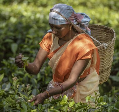 Nuwara Eliya, Sri Lanka-2019-03-26kadın Harvest Için Ihale çay yaprakları seçer