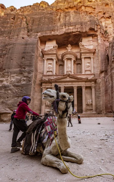 Petra, Jordânia - 2019-04-21 - Descanso de camelos em frente ao tesouro em Petra, à espera de um passeio pago — Fotografia de Stock