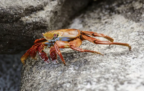 Sally Lightfoot Crab On Rock in Galapagos Islands