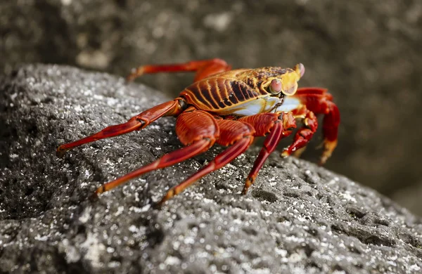 Leichtfuß-Krabbe auf Galapagos-Inseln — Stockfoto