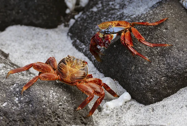 Sally Lightfoot Crab On Rock in Galapagos Islands