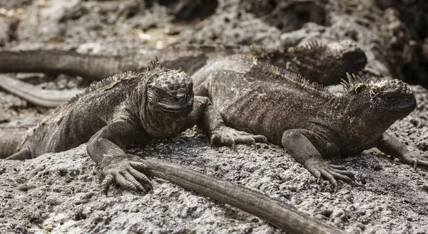 Iguanas marinas yaciendo sobre rocas en las islas Galápagos —  Fotos de Stock