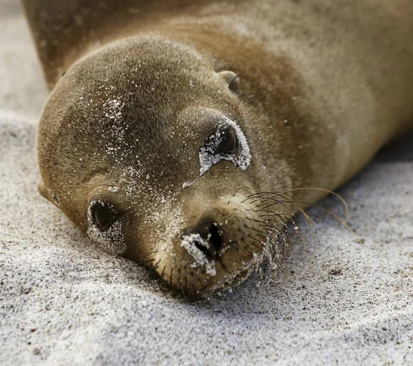 Baby Sea Lion si trova sulla sabbia e guarda la fotocamera sull'isola di Galapagos — Foto Stock