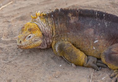 Galapagos Adalarında Altın İguanalar Yatıyordu